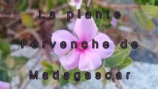 la plante pervenche de madagascar [upl. by Eadas757]