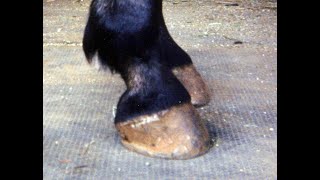 How the BullNose Curved Hoof Effects Your Horses Body [upl. by Joane3]