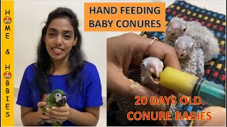 Hand feeding Conure Babies  Petslife hand feeding formula mixing ratio  Conure chicks [upl. by Luo]