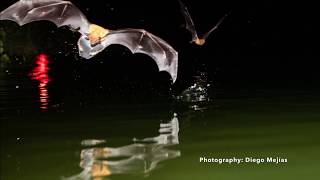 Great Fishing Bats Costa Rica  Murciélago Pescador [upl. by Catina]