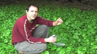 Miners Lettuce and chickweed [upl. by Athenian261]