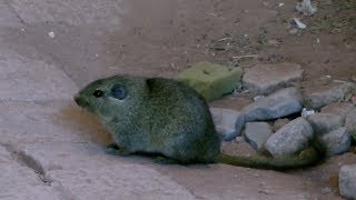 Dassie Rats Namibia [upl. by Atnuhs205]