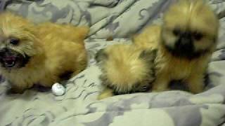 shorkie puppies at wwwofficialshorkiepuppiescom [upl. by Cristiano]