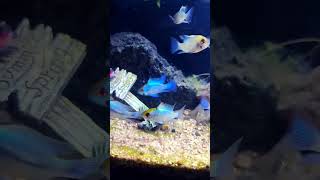 Electric Blue Ram Cichlid  Ram cichlid  Ramirezi fish  fish youtube tool viralvideo shorts [upl. by Koss]