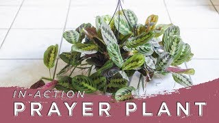 Prayer Plant TimeLapse  Sarah Barrett [upl. by Sioux]