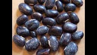 Mucuna Pruriens The Magical Beans My new Herb [upl. by Rodmann]