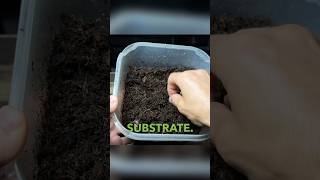 The BEST Substrate Mix For Terrariums [upl. by Laleb129]