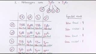 A2 Biology  Dihybrid inheritance  Unexpected phenotypic ratios OCR A Chapters 2034 [upl. by Levin]