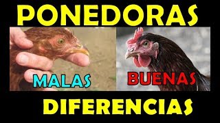 DIFERENCIAS entre una BUENA y una MALA GALLINA PONEDORA seleccion de aves [upl. by Oiceladni]