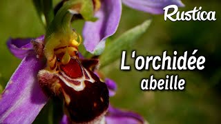 Une pelouse sans entretien  Ophrys abeille une orchidée sauvage [upl. by Gertrude]