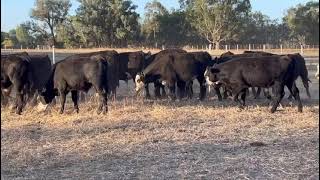 Elders Myrtleford Blue Ribbon Weaner Sale  GN amp J Chalwell  19 Black Baldy Steers Avg 207kg [upl. by Fielding]