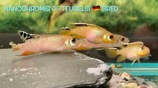 Nanochromis cf teugelsi 🇩🇪 bred [upl. by Vallery]