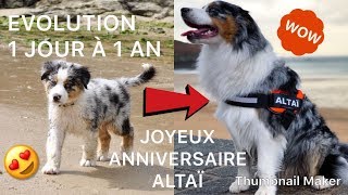 EVOLUTION BERGER AUSTRALIEN 1 JOUR À 1 AN  JOYEUX ANNIVERSAIRE ALTAÏ [upl. by Yelkrab]