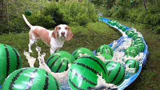 Dog Finds Secret Watermelon River in the Woods [upl. by Ijok]