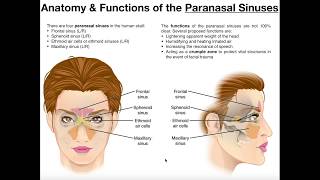 Anatomy and Functions of the Paranasal Sinuses [upl. by Anirroc]