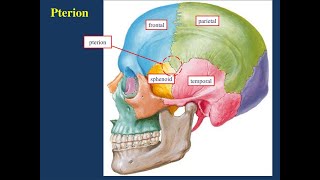 The Anatomy of the pterion and applied anatomy of Pterion [upl. by Atiuqrahc277]