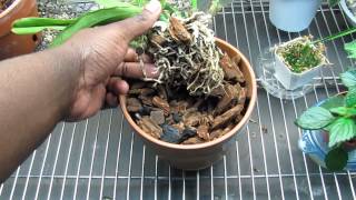 Shriveled Pseudobulbs Cattleya Orchid Update [upl. by Iene531]