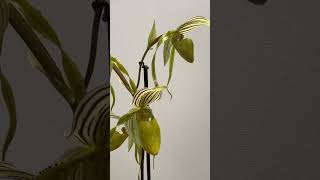 Paphiopedilum Philippinense fma Album x sib tiny mighty x albino Beauty AMAOS [upl. by Adiv]