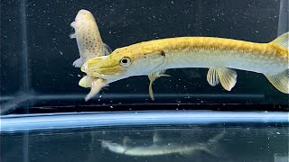 Northern Pike eats live Trout [upl. by Nealy]