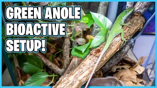 How to Setup a Green Anole Terrarium Bioactive [upl. by Nylinej]