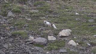 Renard arctique Vulpes lagopus Arctic Fox [upl. by Lowndes]