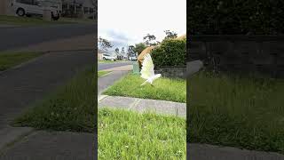 YellowCrested Cockatoo [upl. by Hauck]