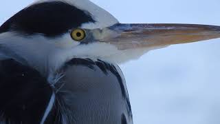 Gray Heron Call Gråhäger läte Graureiher Ruf Fiskehejre lyd [upl. by Uzzia]