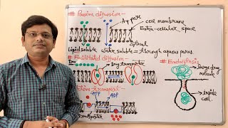 34 Pharmacokinetic Part 03 Transport of Drug Across Cell Membranes 02  Drugs ADME [upl. by Anelrac747]