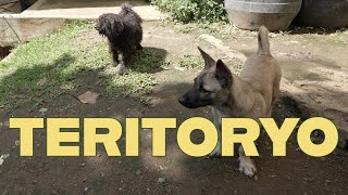 TERITORYO  New Territory Established  Whats in the Supero Premium Raw Dog Food [upl. by Nnaeed109]