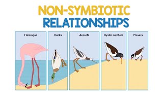 Non Symbiotic Relationships  Biology Animation [upl. by Kendyl]