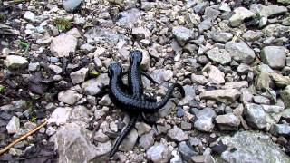 Alpensalamander in der Paarungszeit Kühalpenbachtal Ammergauer Alpen [upl. by Genie]