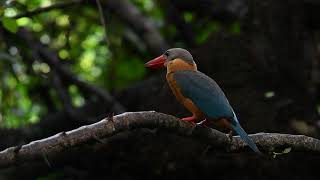 เสียงนกกระเต็นใหญ่ธรรมดา Storkbilled Kingfisher call [upl. by Aibonez]