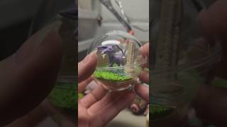 Pokemon Rement Terrarium Unboxing pokemoncommunity [upl. by Monte347]