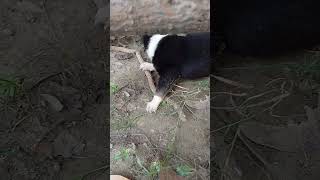 Itna sunder puppy🐶ytshorts doglovertrending [upl. by Aerdnna]