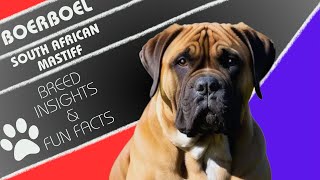 Boerboel  The South African Mastiff [upl. by Ylrebmi436]