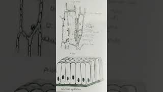 PhloemColumnar Epithelium drawing shorts [upl. by Basia]