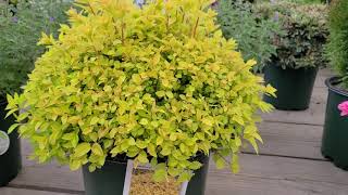 Spiraea Gold Mound Japanese Spirea  Terrific Easy to Grow Shrub for 3 seasons of COLOR [upl. by Ardet]