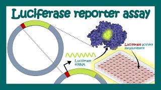 Luciferase reporter assay  What is luciferase assay used for  Applications of Luciferase assay [upl. by Solracnauj]