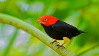 Red capped Manakin Wing Sounds HD [upl. by Terhune586]