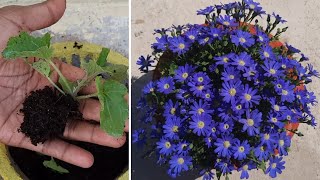 cineraria seeds to flowershow to grow cineraria from seedsfull updates [upl. by Solegnave]