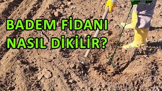 Ferragnes Badem Fidanı Nasıl Dikilir [upl. by Yras]