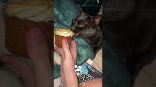 Cat eating cupcake [upl. by Yessydo]