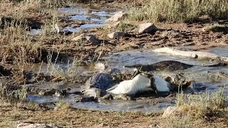 Crocodiles doing the death roll on another crocodile [upl. by Ardaid527]