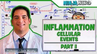 Immunology  Inflammation Cellular Events Part 2 [upl. by Hogen482]