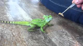 Basiliscus plumifrons  male  2012 HD [upl. by Eille677]