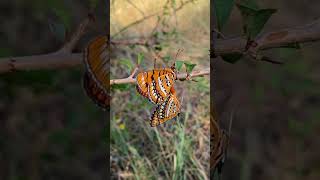 Butterfly Mating Display [upl. by Burnley]