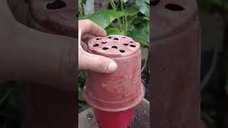 Best method of propagate christmas cactus tree with banana [upl. by Alesram]