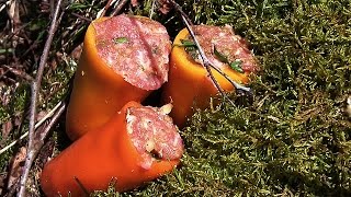 GEFÜLLTE PAPRIKA MIT HACKFLEISCH REIS amp TOMATENSOßE  Outdoor Camping Rezept [upl. by Hussein370]