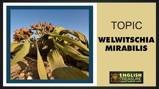 Welwitschia Mirabilis English Treasure  Vocabulary Listening Pronunciation [upl. by Yerok]