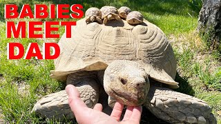 Baby Tortoises Meet Their Dad For The First Time [upl. by Hinze180]